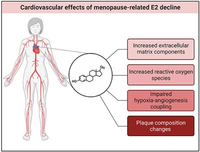 Estrogen and Cardiovascular Health